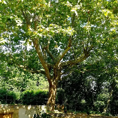 La Dama Del Bosco